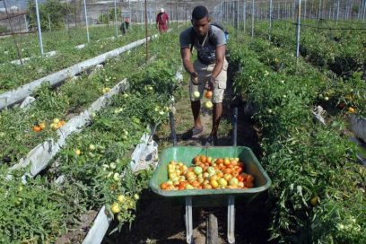 Jornada de trabajo voluntario en Santiago de Cuba por aniversario de la CTC