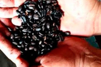 Torrefactora de café, ejemplo de la industria alimentaria holguinera