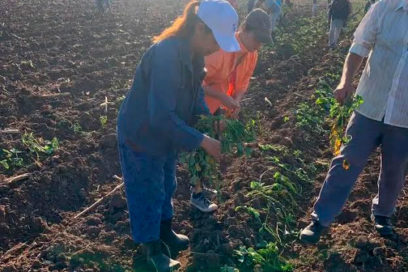 Los 84 de la CTC se festejan con labores productivas