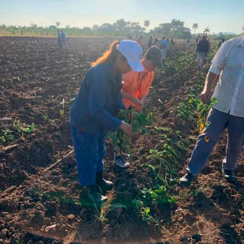 La siembra de alimentos caracterizó las jornadas productivas de este fin de semana en Camagüey. Foto: Cortesía de la CTC