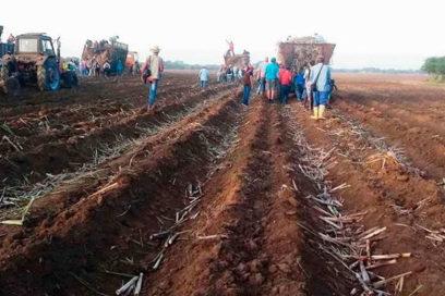 Aniversario 84 de la Central de Trabajadores de Cuba: de nuevo los cienfuegueros en los surcos