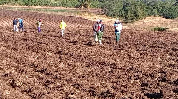 En Los Reynaldo, municipio de Songo-La Maya, se cumplió la misión propuesta de siembra de 4 hectáreas de yuca. Foto: Orlando Beltrán