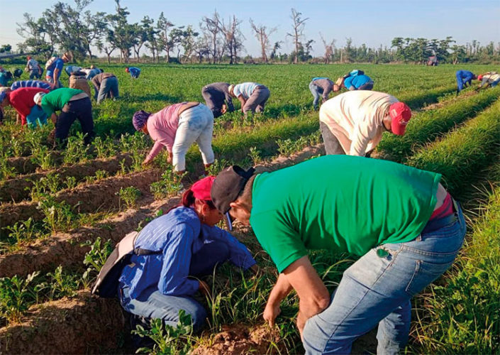 Los vueltabajeros a pie de surco. Foto: Amarilis Vena