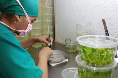 Crece el empleo en Ciego de Ávila