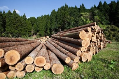Actividades humanas han degradado el 38 % de la selva amazónica
