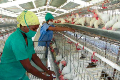 La economía cascada (+ Fotos)