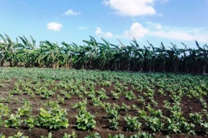 El embrión de sistemas locales de producción de alimentos