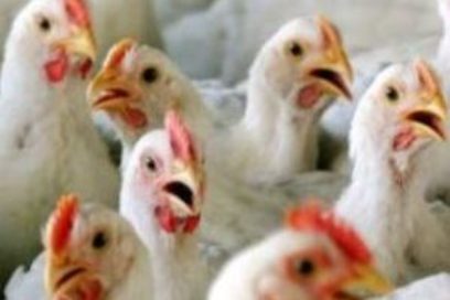 Ocho preguntas y respuestas sobre la influenza aviar