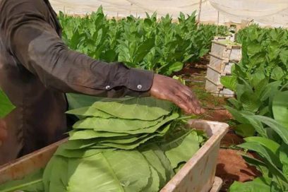 Prevén cumplir producción de tabaco en Artemisa