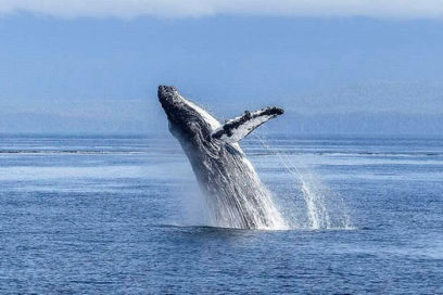 Alcanza ONU trascendente acuerdo para proteger biodiversidad marina mundial