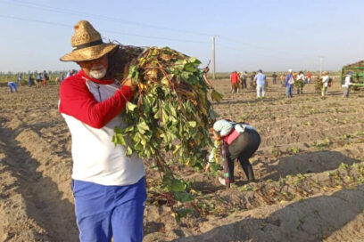 Responden pinareños al llamado de la CTC