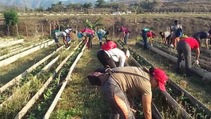 La movilización a jornadas productivas en apoyo a la producción de alimentos sigue marcando el quehacer sindical en la provincia santiaguera. Foto: CTC Provincial