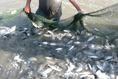 Acuicultores pinareños por más producción