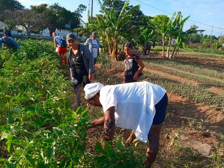 Para el mes de abril se han planificado otras jornadas similares. Foto: Cortesía secretariado municipal de la CTC en Manzanillo