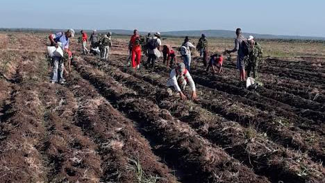 En los nueve municipios de la provincia afiliados a los 15 sindicatos se movilizaron a labores de apoyo al programa agroalimentario del territorio. Foto: Maidelin de la Cruz Monteagudo
