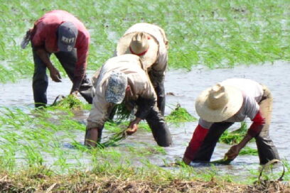 La venta de arroz adicional no suple al normado