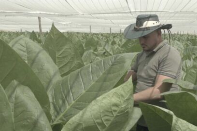 Renace en su cuna el mejor tabaco