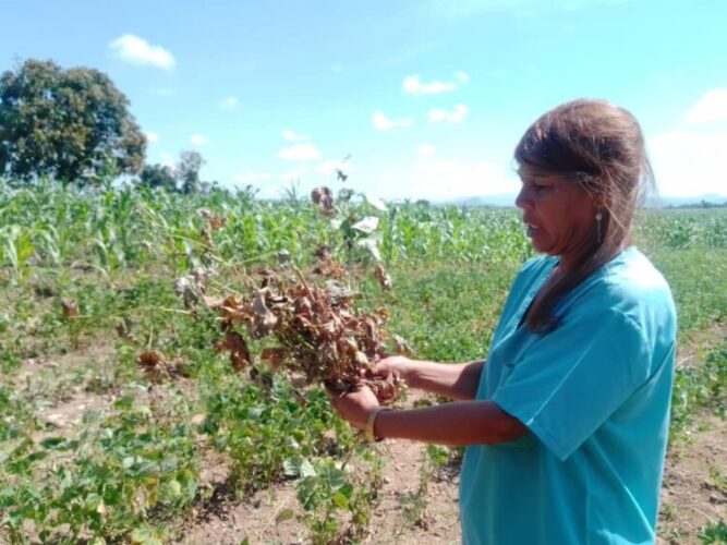 El frijol resultó muy afectado, así lo muestra la ingeniera agrónoma Yudiskenia Pérez. Foto: Betty Beatón Ruiz