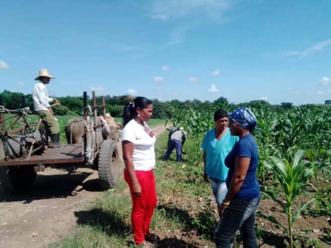 Allí, en el campo, donde late la vida del SNTAFT, el intercambio es constante y el polo productivo es un ejemplo de ello. De izquierda a derecha la secretaria general del sindicato en la provincia junto a la agrónoma y la presidente de la UBPC Alberto Marrero de El Alambre. Foto: Betty Beatón Ruiz
