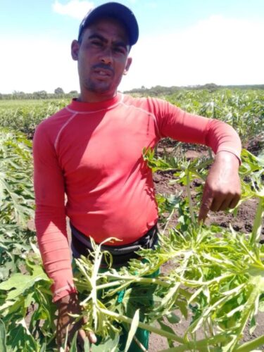 A Rody Carmenaty Castañeda, joven usufructuario de El Alambre, productor de avanzada, y delegado a la Conferencia Nacional del SNTAFT, el temporal le afectó algunos cultivos, entre ellos la fruta bomba, pero ni se amilana, ni se rinde, mucho más después del intercambio con Díaz-Canel, quien estuvo de recorrido por su finca. Foto: Betty Beatón Ruiz