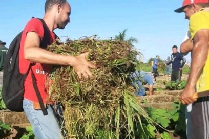 Matanzas: Colectivos laborales se van al surco