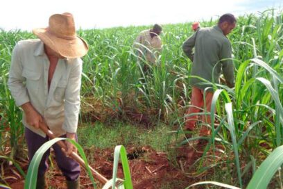 26 de julio: Tareas prioritarias en Ciego de Ávila