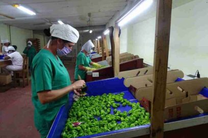 Cítricos Arimao y el imperio del chile habanero