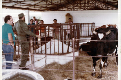 La vaca Ubre Blanca, campeona de Cuba