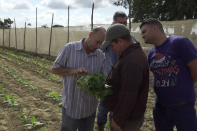 Chequean campaña tabacalera en Pinar del Río