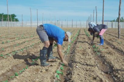 En campaña agricultores pinareños (+Fotos)