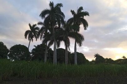 Cinco Palmas: fue más grande la voluntad