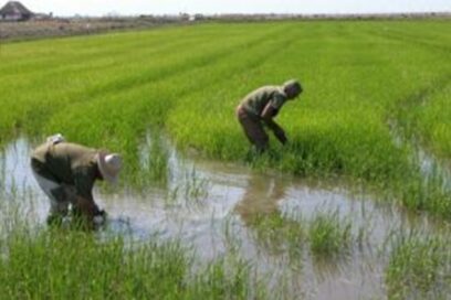 Río Cauto en la vanguardia para celebrar el Primero de enero