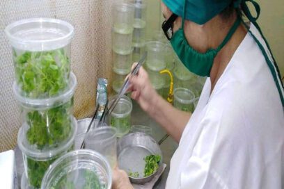 Destacan resultados científicos en Ciego de Ávila