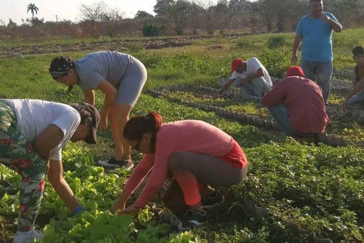 Las labores masivas y voluntarias en la producción de alimentos estuvieron entre las principales acciones por la efeméride. Foto: Redes sociales