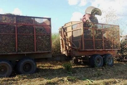 Inician cortes de caña en Las Tunas