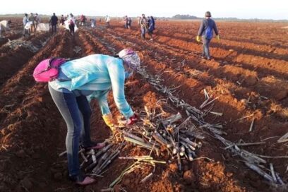 Avileños en jornada de trabajo voluntario