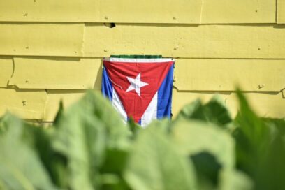 De la hoja, el aroma y el sabor (+video)