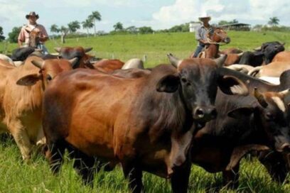 Realizarán control para caracterizar ganadería cubana