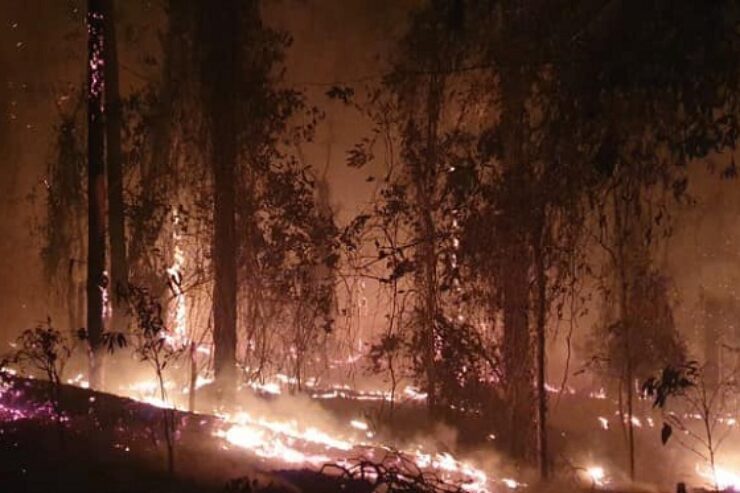 Los incendios forestales tienen un gran impacto negativo sobre los diversos ecosistemas medioambientales y reduce el hábitat de numerosas especies de la fauna, especialmente, las aves. Foto: Lázaro Boza