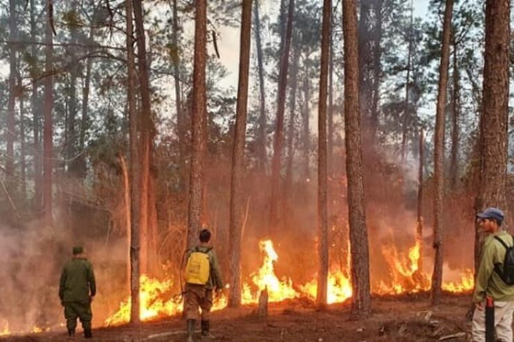 Pese a la insuficiente disponibilidad de medios idóneos las brigadas forestales de la provincia logran un por ciento de eficacia en la extinción de incendios superior a la media del país. Foto: Lázaro Boza