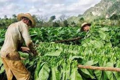 Campaña tabacalera concluirá en mejores condiciones
