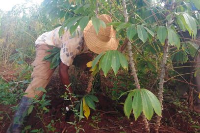 Vencer desafíos para más alimentos en Ciego de Ávila