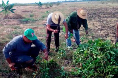 Homenaje a Lázaro Peña en los campos de Las Tunas