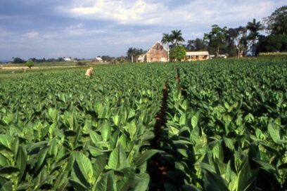 Pinar del Río sembrará unas 13 mil hectáreas de tabaco