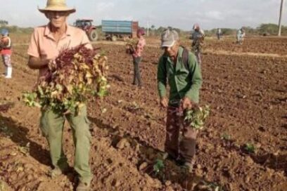 Jornadas productivas homenajean día del Proletariado en Camagüey