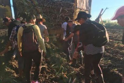 A la siembra de caña por el Primero de Mayo