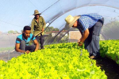 Chequearon resultados de agricultura urbana, suburbana y familiar