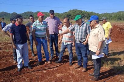 En Mayabeque a todo tren programa para reanimar la ganadería