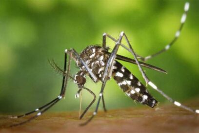 Instan a reforzar lucha contra el mosquito Aedes aegypti