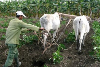 Precisan contribución a Seguridad social del sector agropecuario